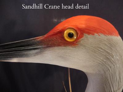 Sandhill Crane head detail