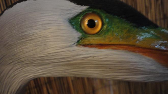 blue heron head close  up